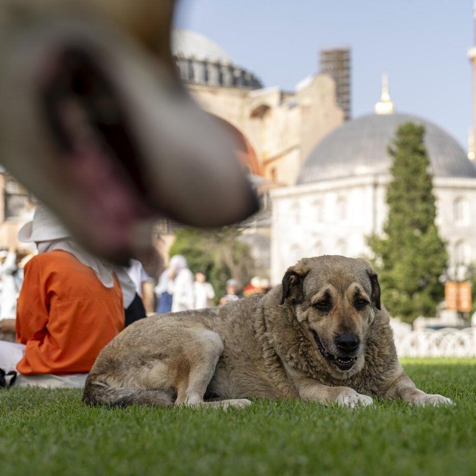 Turkey's top court upholds controversial law on culling of stray dogs